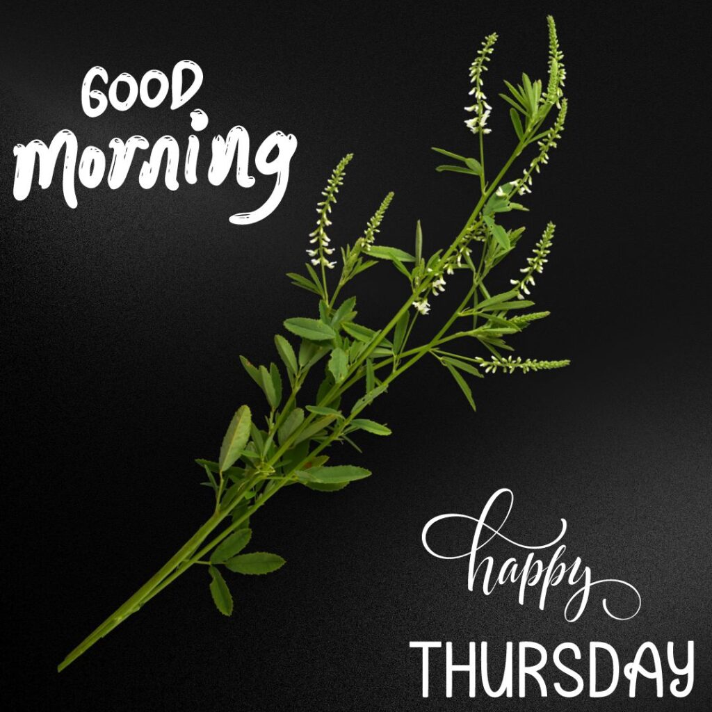 Happy Good Morning Thursday Images