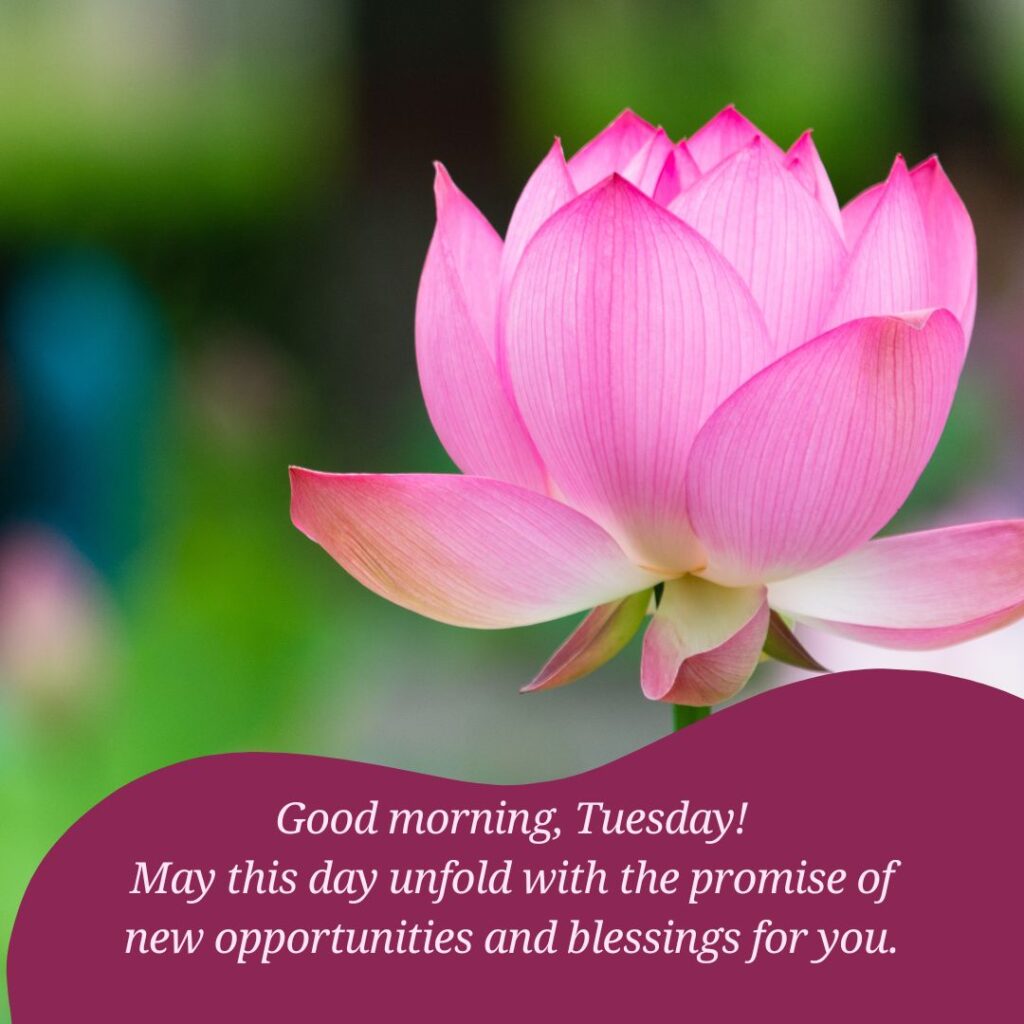 Good Morning Tuesday Blessing Lotus Images