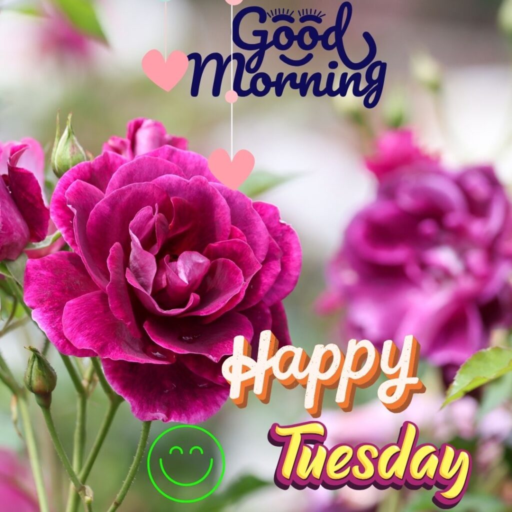 Beautiful Good Morning Tuesday Images