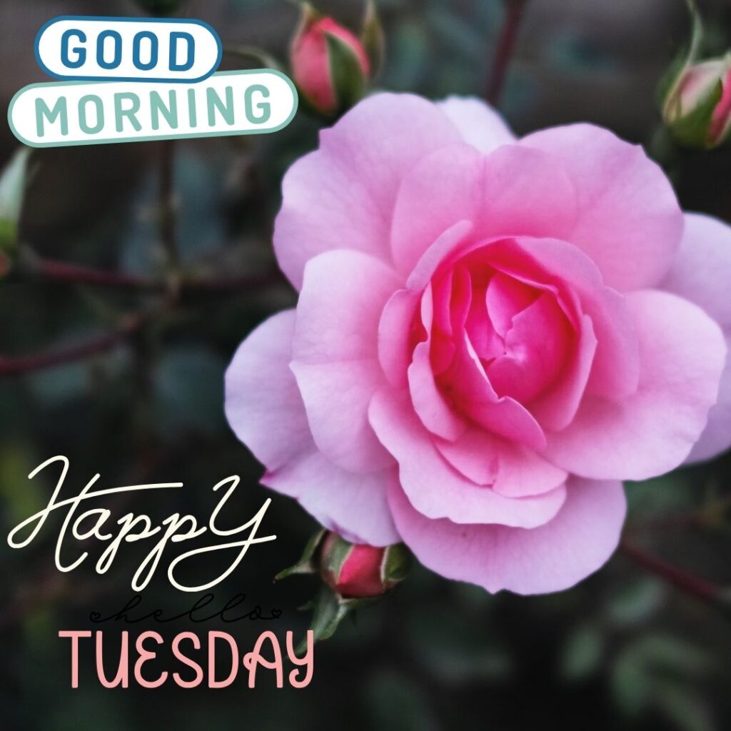 Happy Good Morning Tuesday Images