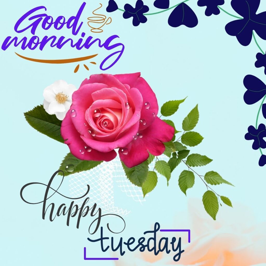 Good Morning Tuesday Red Rose Images