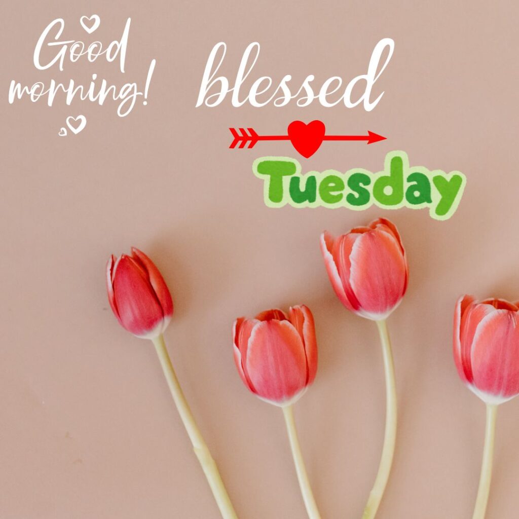 Red roses Good Morning Tuesday Quotes