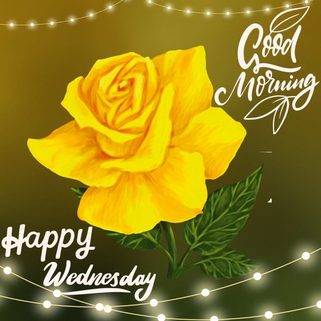 Yellow rose Good Morning Wednesday Images