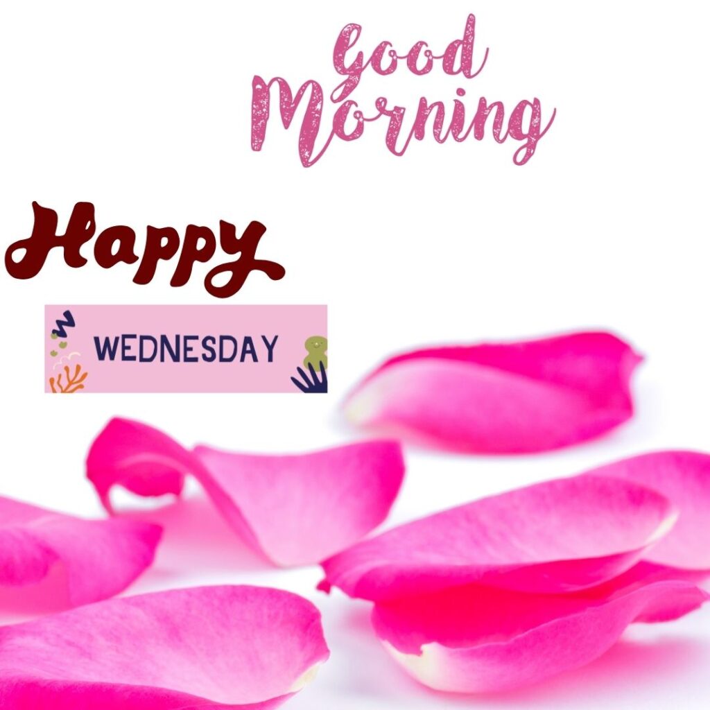 Good Morning Wednesday Rose Petals Images