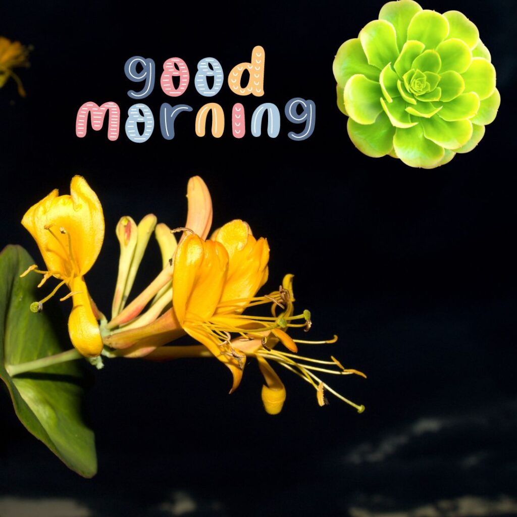 Lovely New Good Morning Images