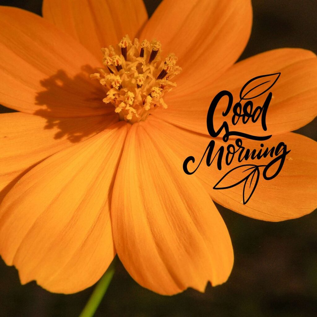 New Today Special Good Morning Images New