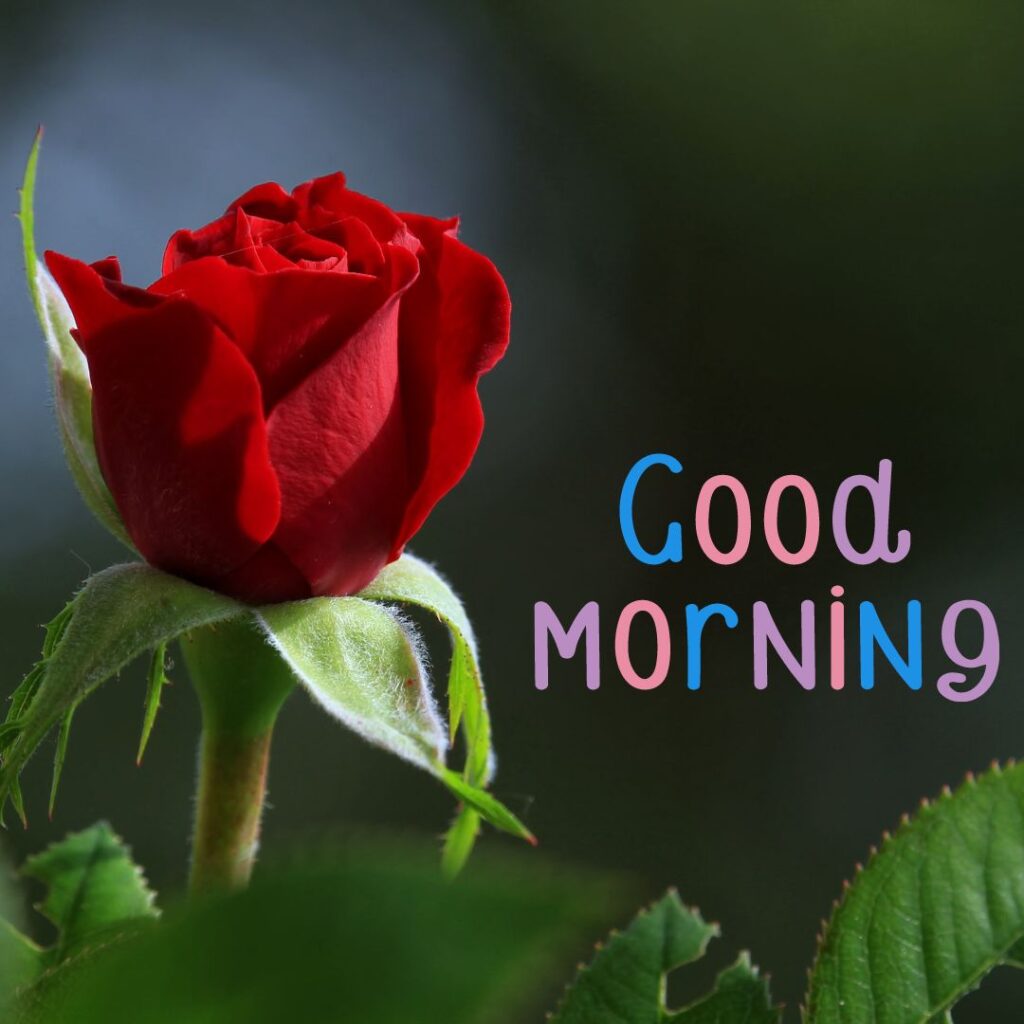 Today Special Good Morning Images red roses