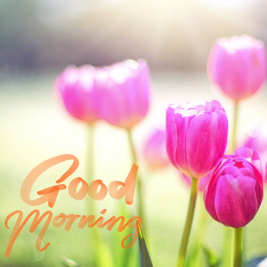 Today Special Good Morning Images hd