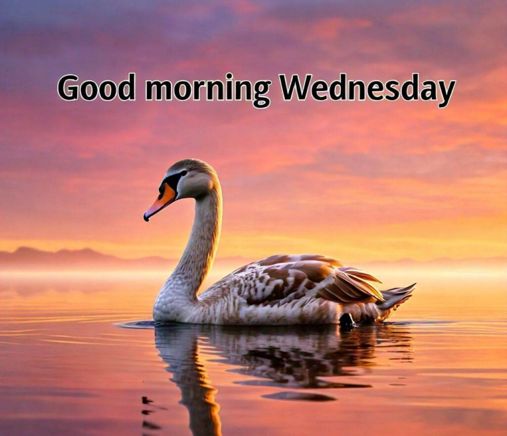 Good Morning Wednesday Images