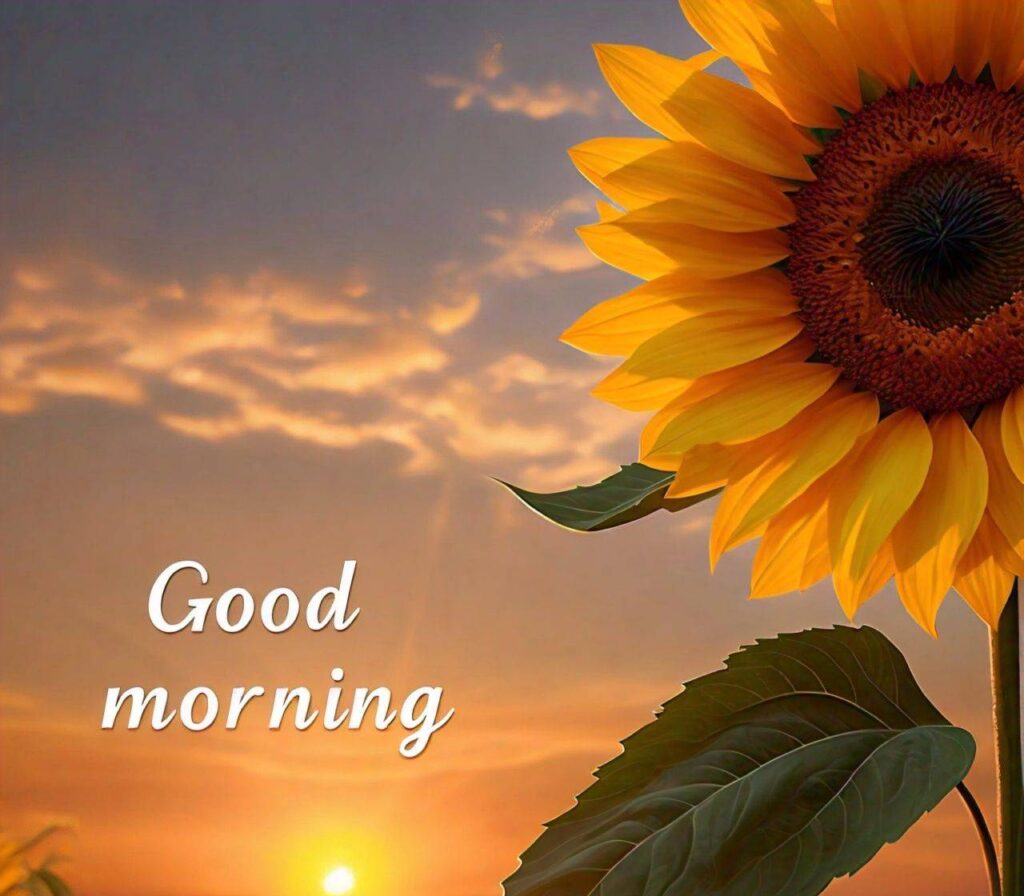 Special Good Morning Images of sunflower